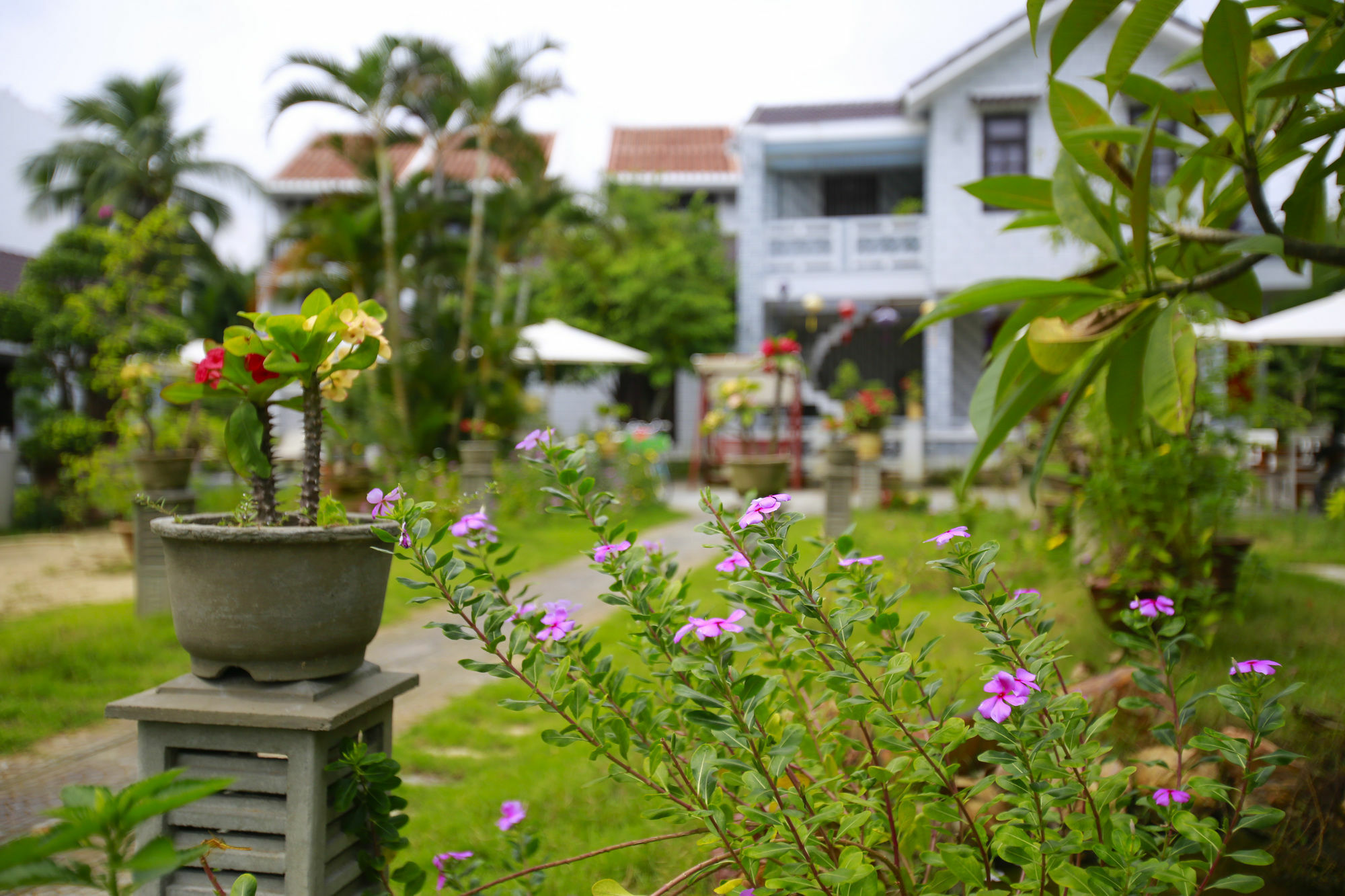 Mr Tho Garden Villas Hội An Extérieur photo